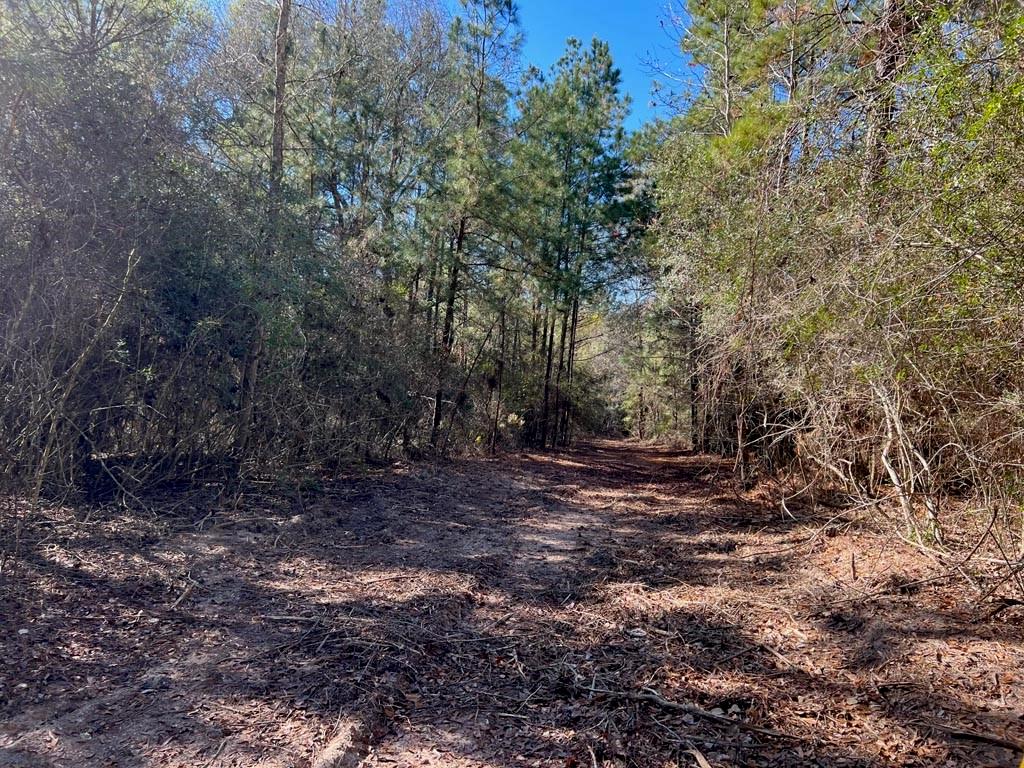 0025 County Road 302, Plantersville, Texas image 26