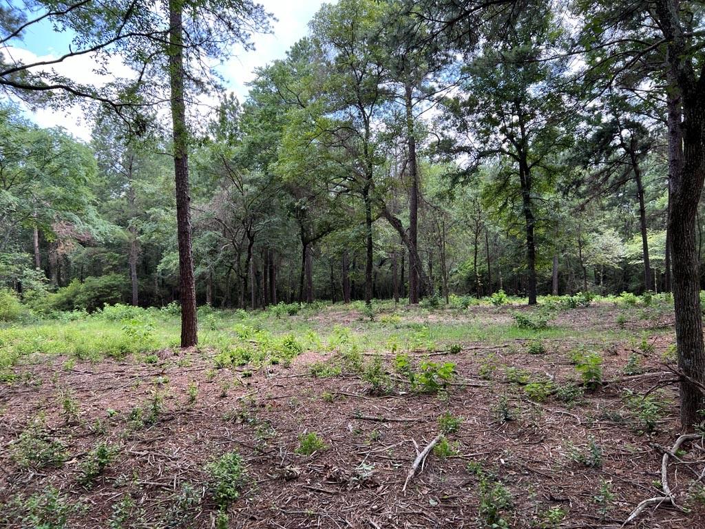 0025 County Road 302, Plantersville, Texas image 1