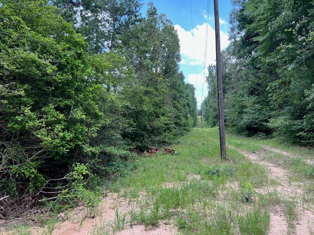 0025 County Road 302, Plantersville, Texas image 13