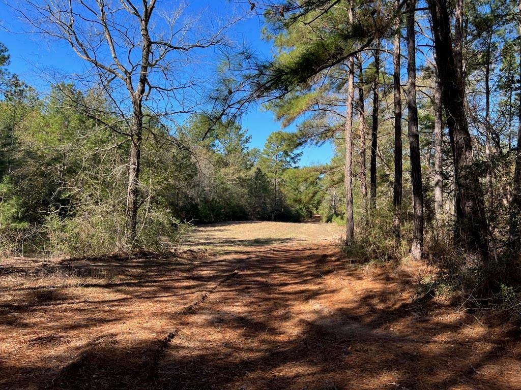 0025 County Road 302, Plantersville, Texas image 25