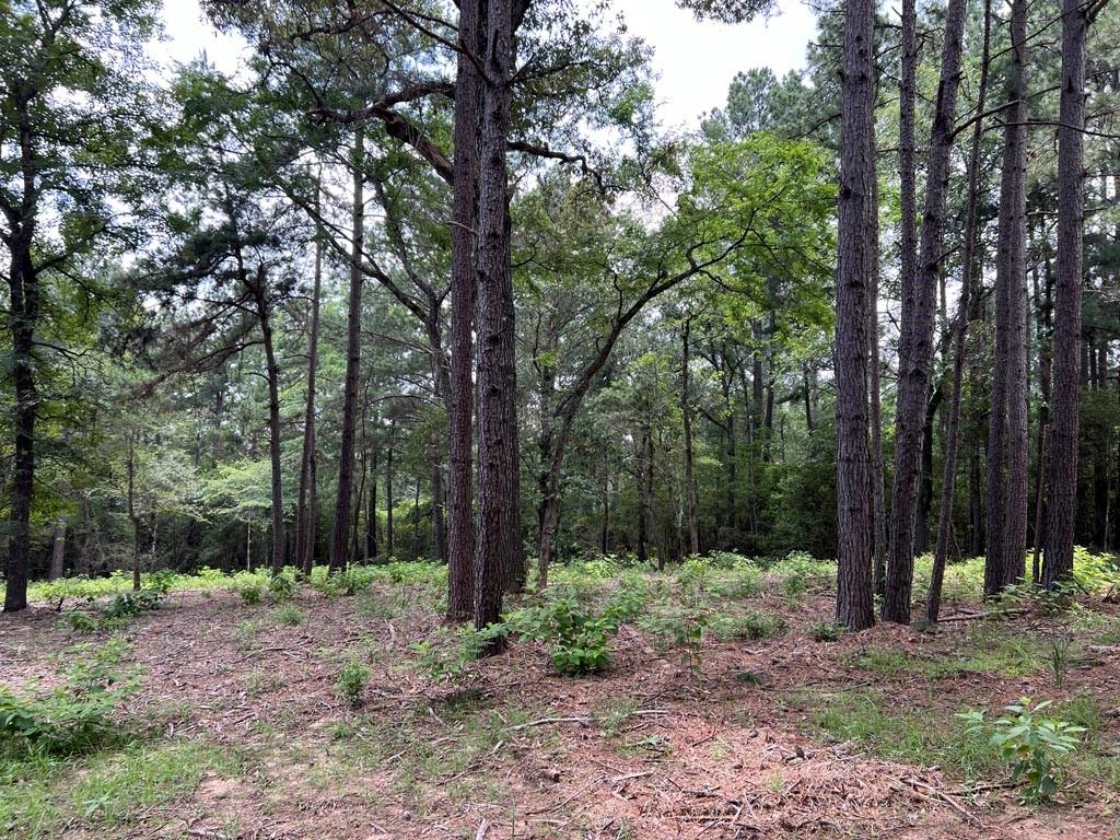 0025 County Road 302, Plantersville, Texas image 3