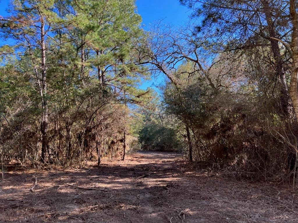 0025 County Road 302, Plantersville, Texas image 22