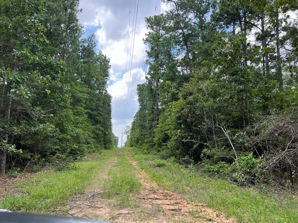 0025 County Road 302, Plantersville, Texas image 9