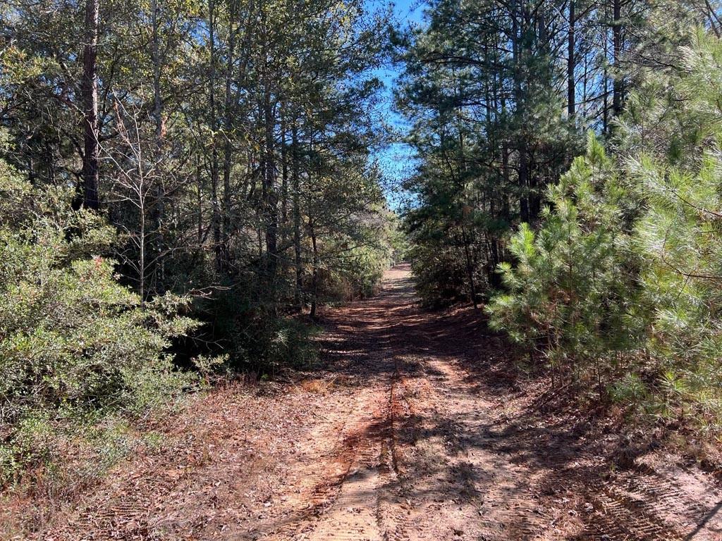0025 County Road 302, Plantersville, Texas image 32