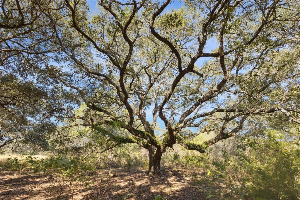 000 Koeppens Trail, Cat Spring, Texas image 11