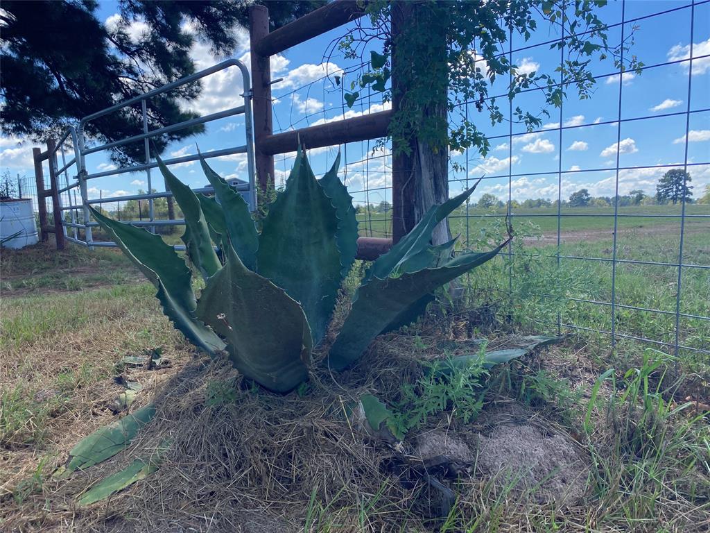 55 Acres Cr 146, Bedias, Texas image 49