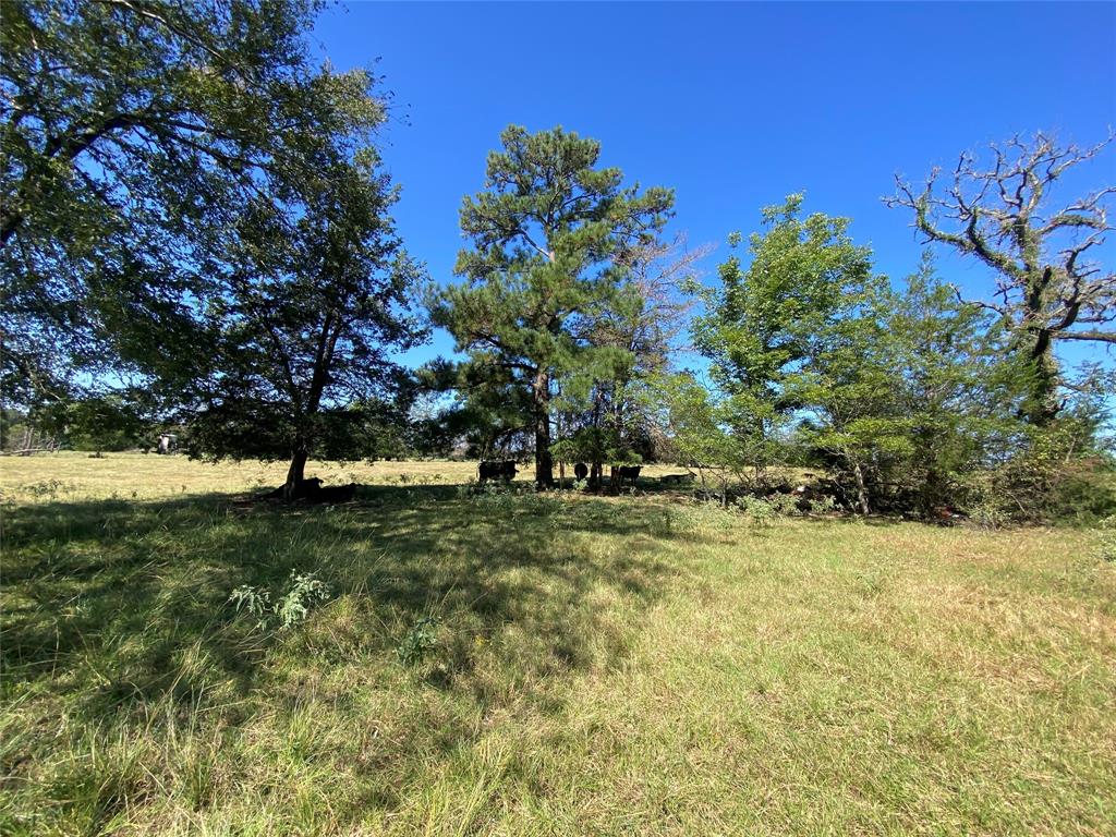 55 Acres Cr 146, Bedias, Texas image 44