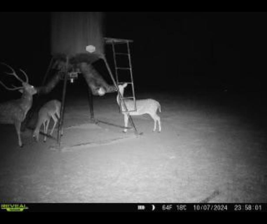 TBD Fm 124, Beckville, Texas image 7