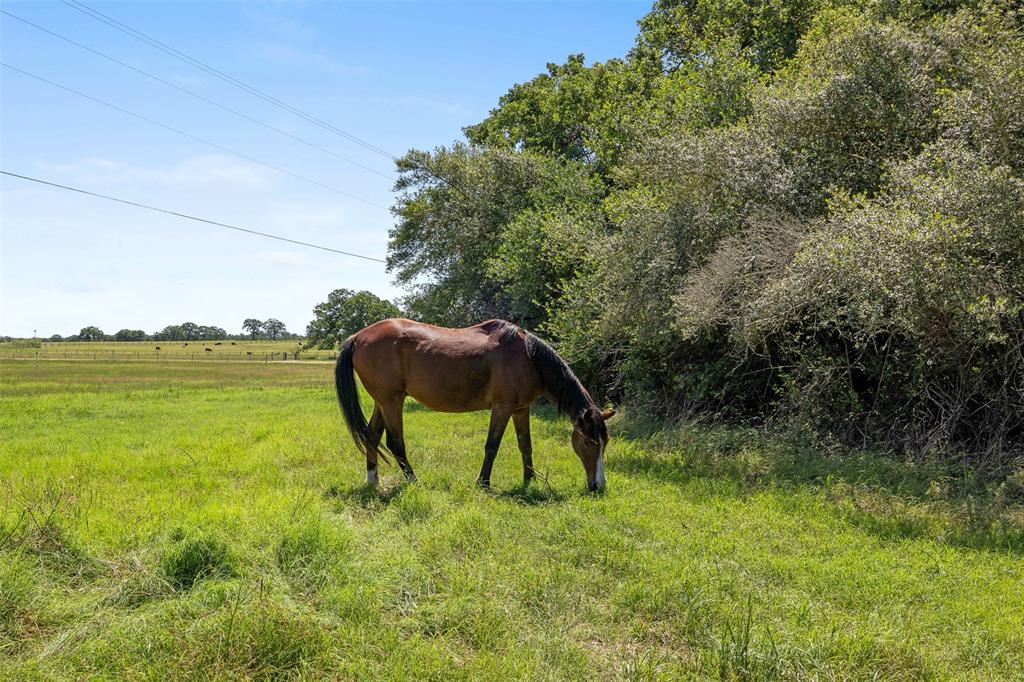 9560 County Road 121, Iola, Texas image 8