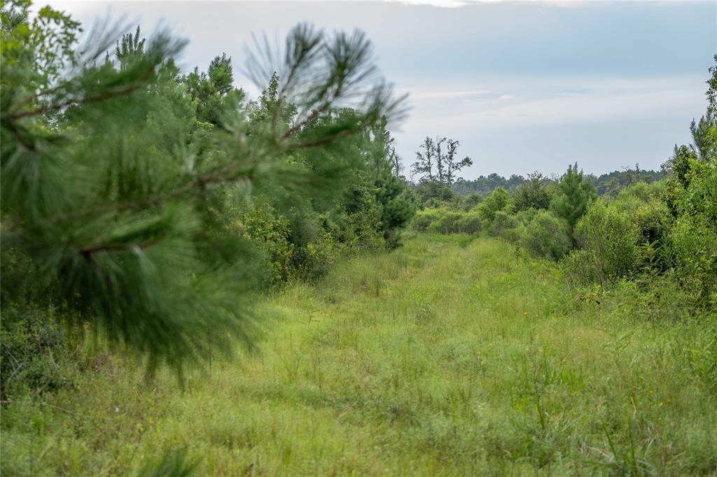 TBD Cr 4113, Call, Texas image 35