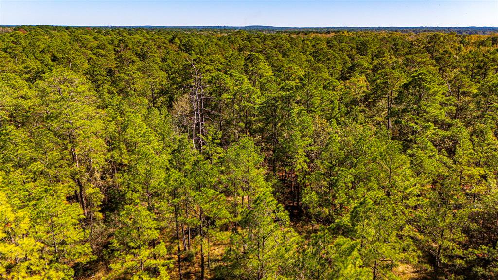 035 Magnolia Ranch Road Road, Onalaska, Texas image 8