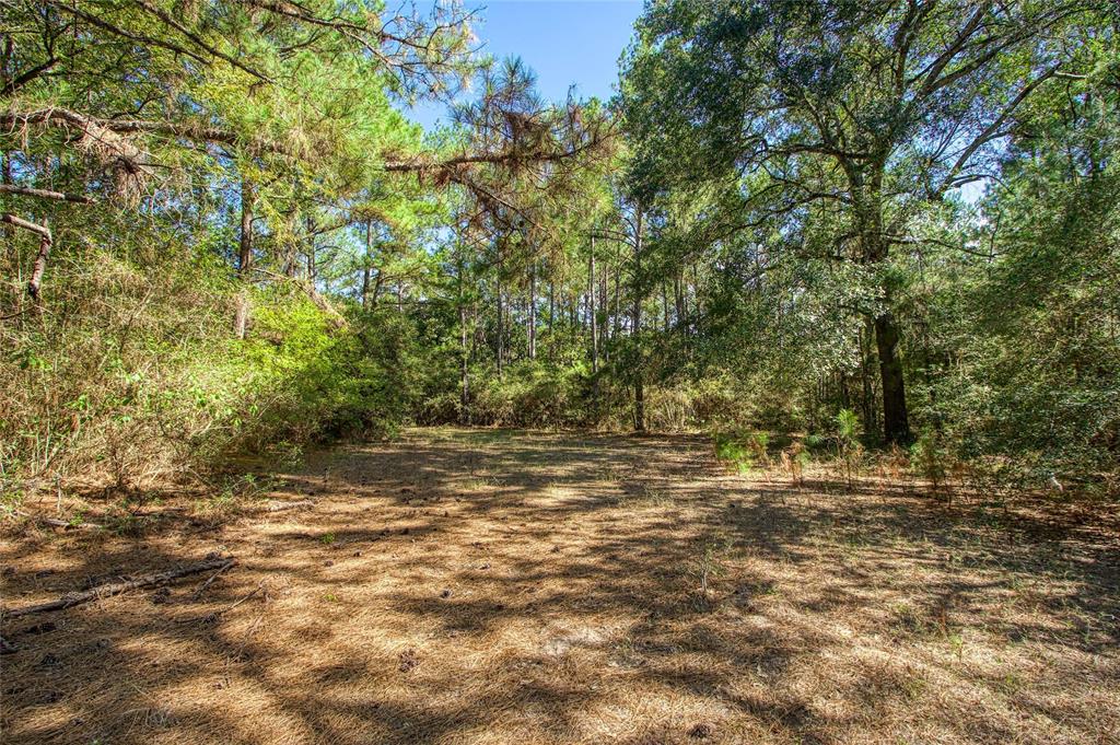 00 County Rd 151, Bedias, Texas image 9