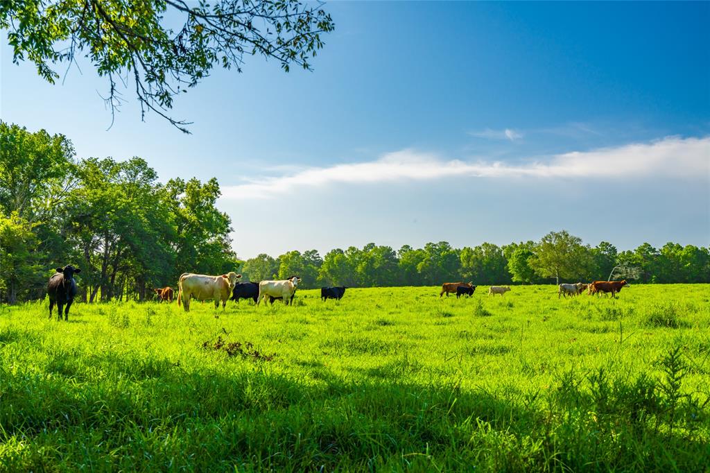 Farm To Market 256, Woodville, Texas image 16