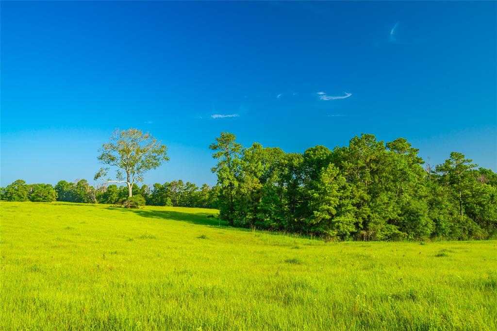 Farm To Market 256, Woodville, Texas image 12