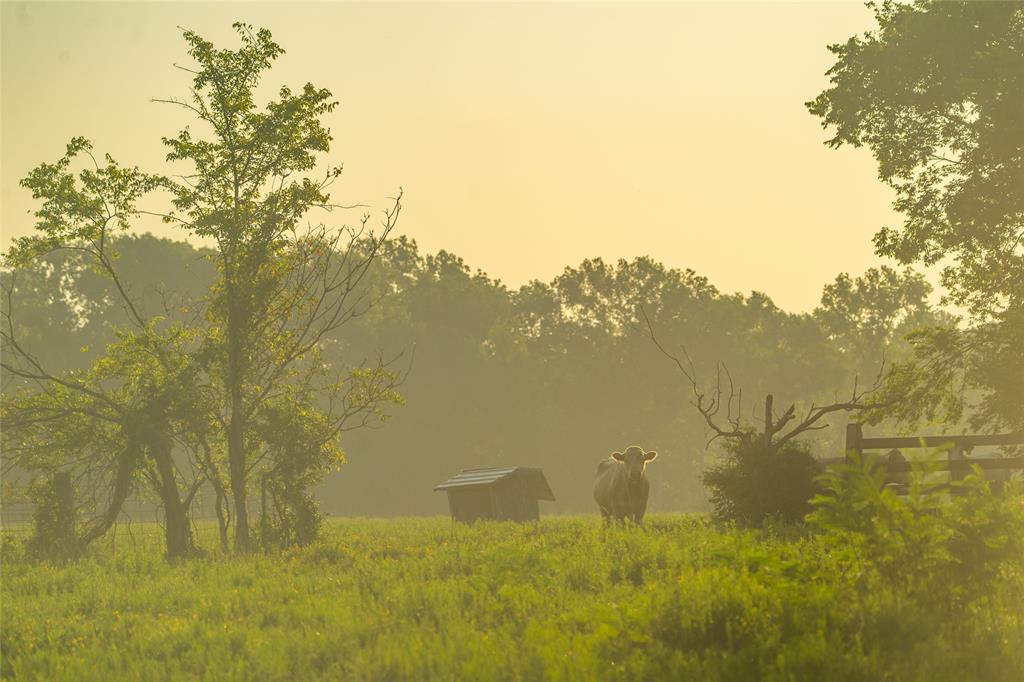 Farm To Market 256, Woodville, Texas image 3