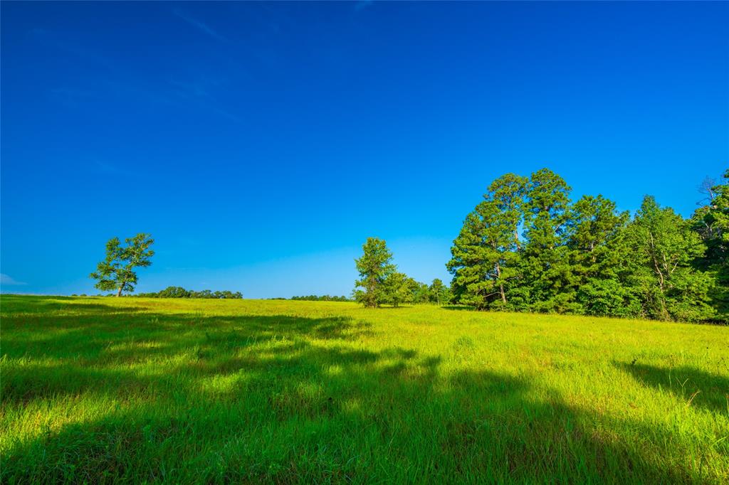 Farm To Market 256, Woodville, Texas image 19