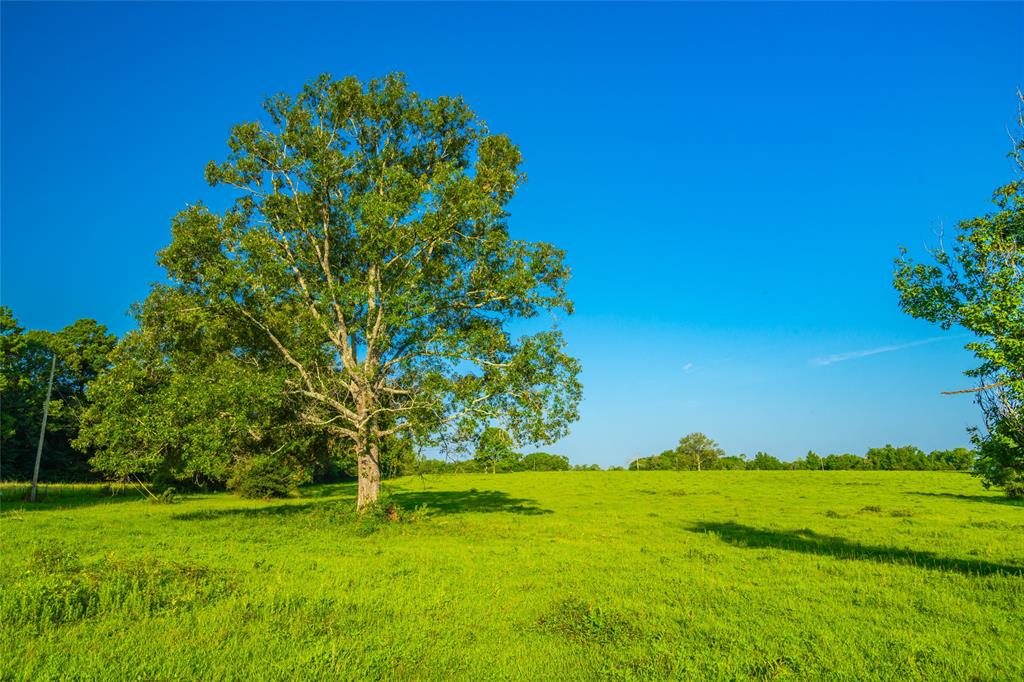 Farm To Market 256, Woodville, Texas image 17