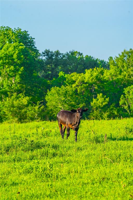 Farm To Market 256, Woodville, Texas image 8