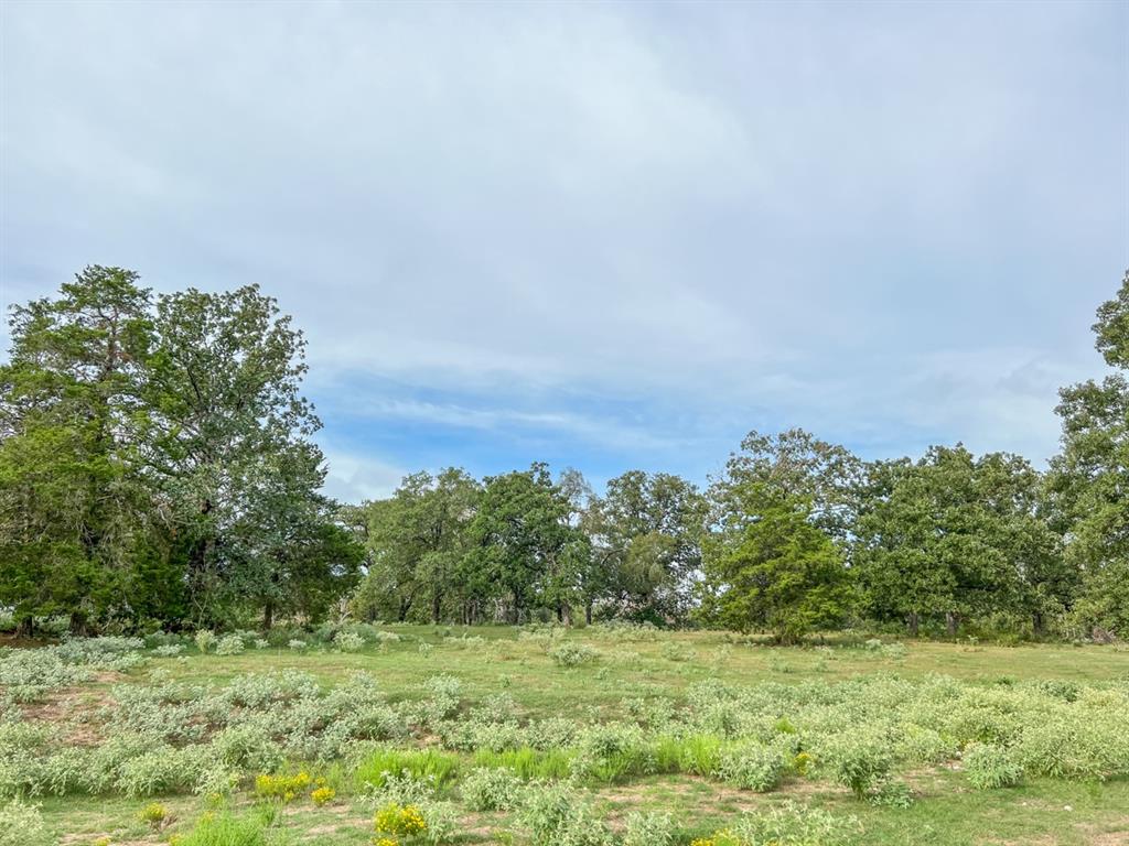 Hwy 79, Buffalo, Texas image 3