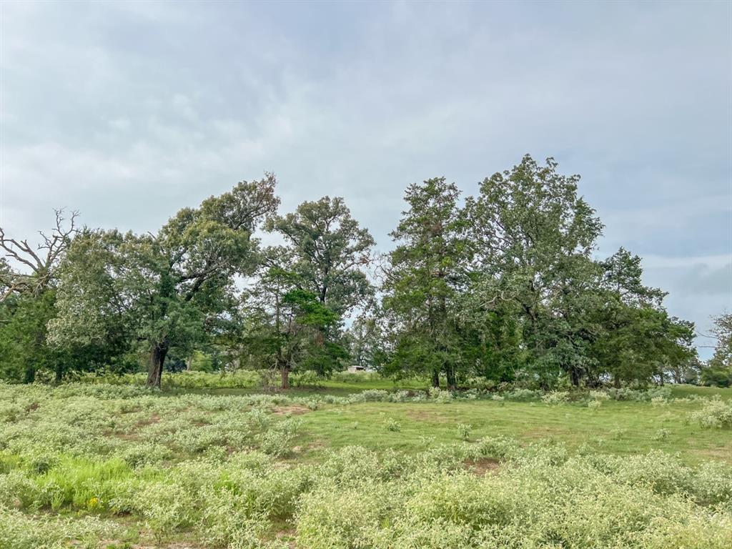 Hwy 79, Buffalo, Texas image 12