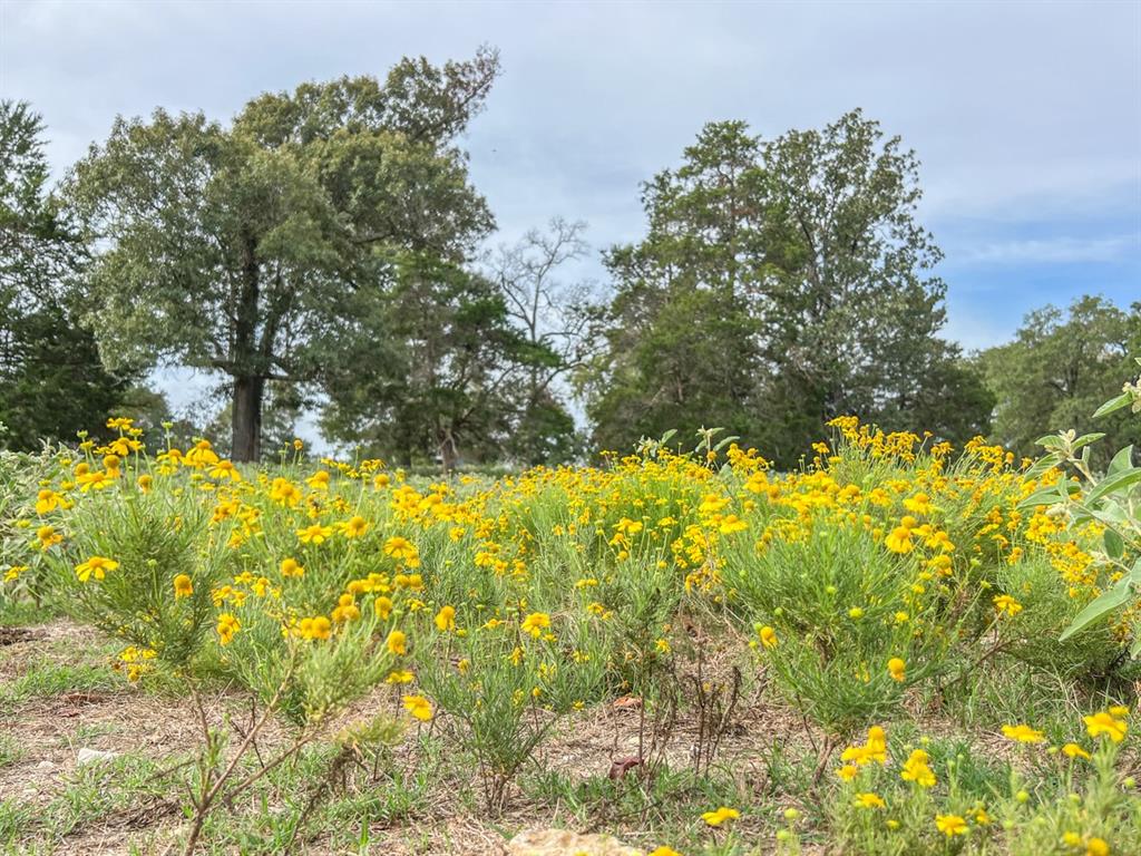 Hwy 79, Buffalo, Texas image 2