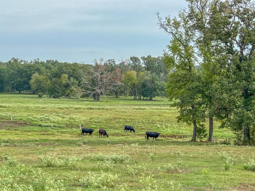 Hwy 79, Buffalo, Texas image 13