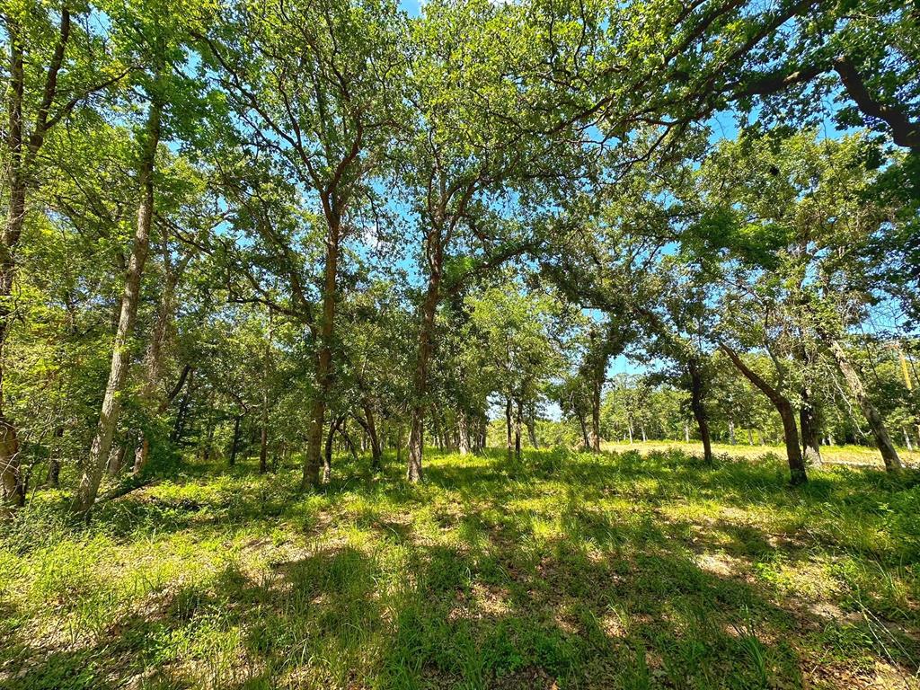 4 Ac Pr 1313, Centerville, Texas image 2