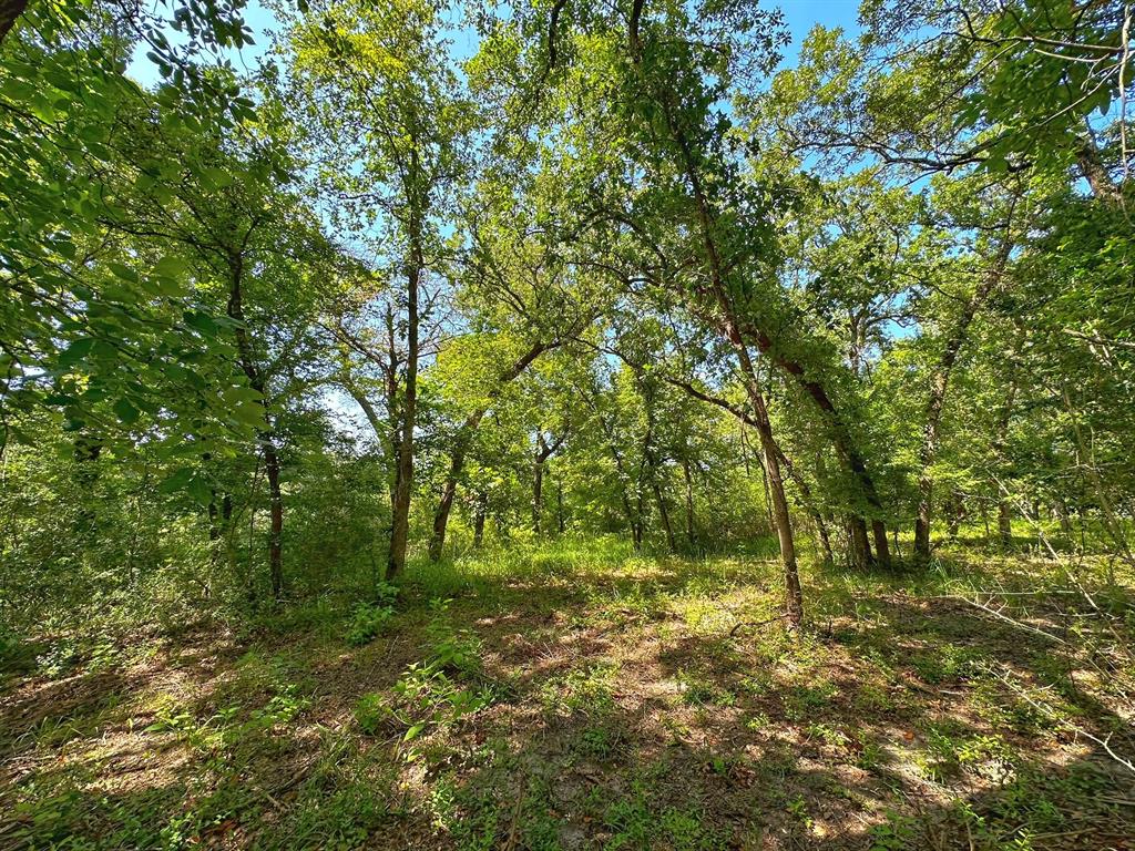 4 Ac Pr 1313, Centerville, Texas image 5