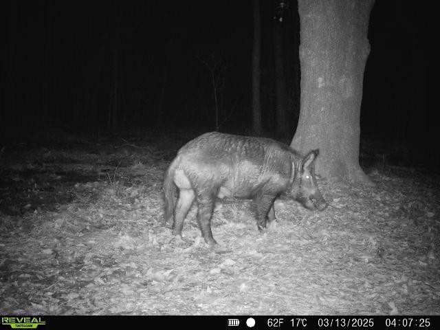 TBD Bowie Rd, Kountze, Texas image 44
