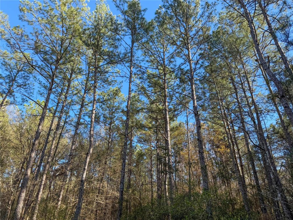 TBD Bowie Rd, Kountze, Texas image 5