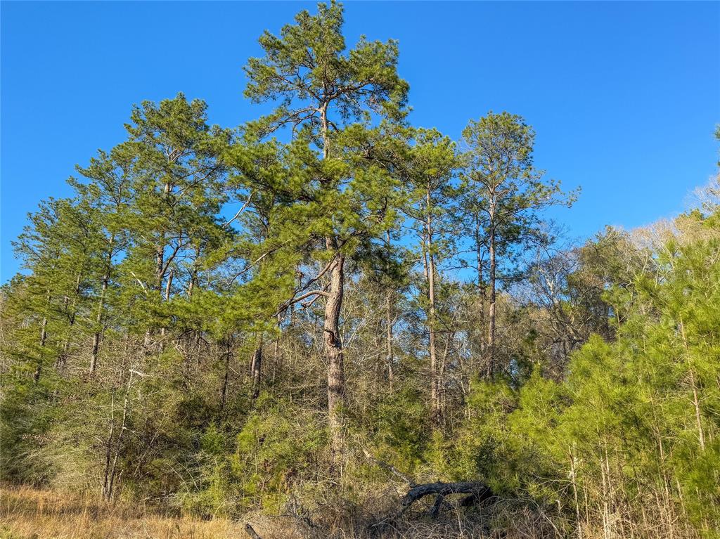 TBD Bowie Rd, Kountze, Texas image 38