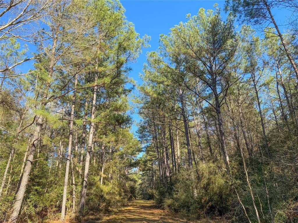 TBD Bowie Rd, Kountze, Texas image 7