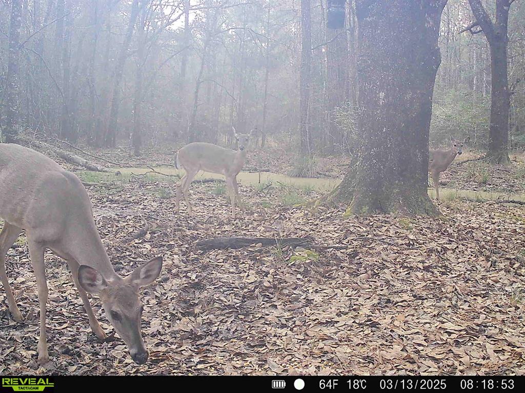 TBD Bowie Rd, Kountze, Texas image 42