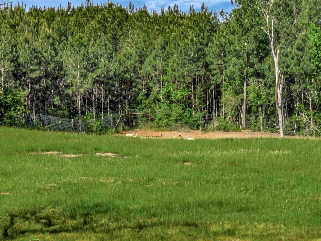 3103 Cheeseland Road Rd, Pollok, Texas image 9