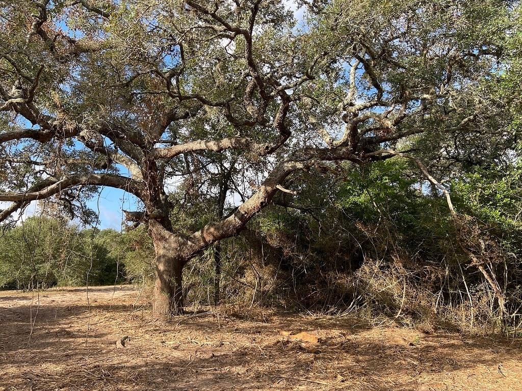 TBD Loose Cow Road, Garwood, Texas image 6