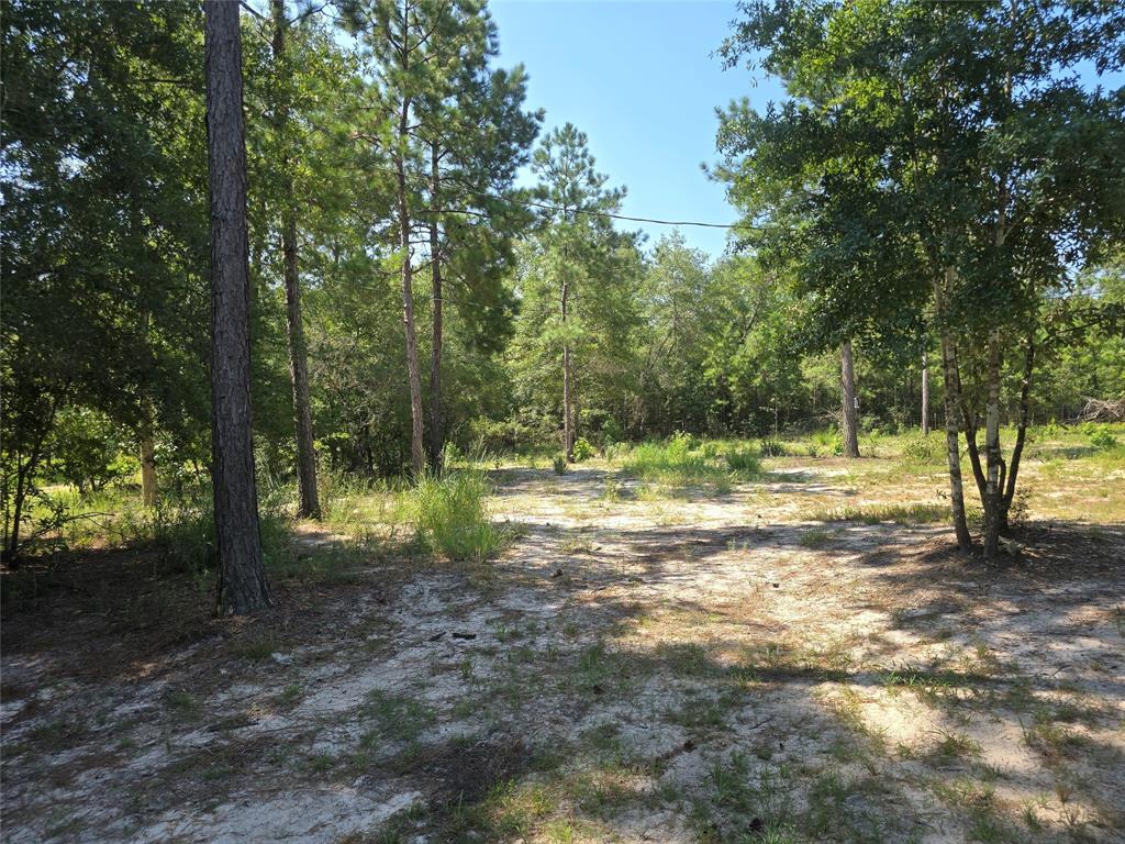 1603 Damon Ln Ln, Kountze, Texas image 2