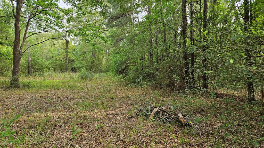 Payne Rd, Conroe, Texas image 8
