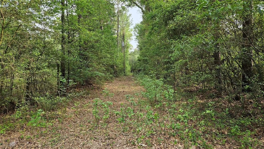 Payne Rd, Conroe, Texas image 6