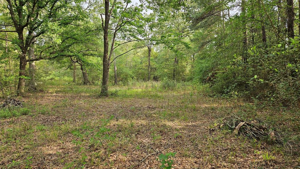 Payne Rd, Conroe, Texas image 7