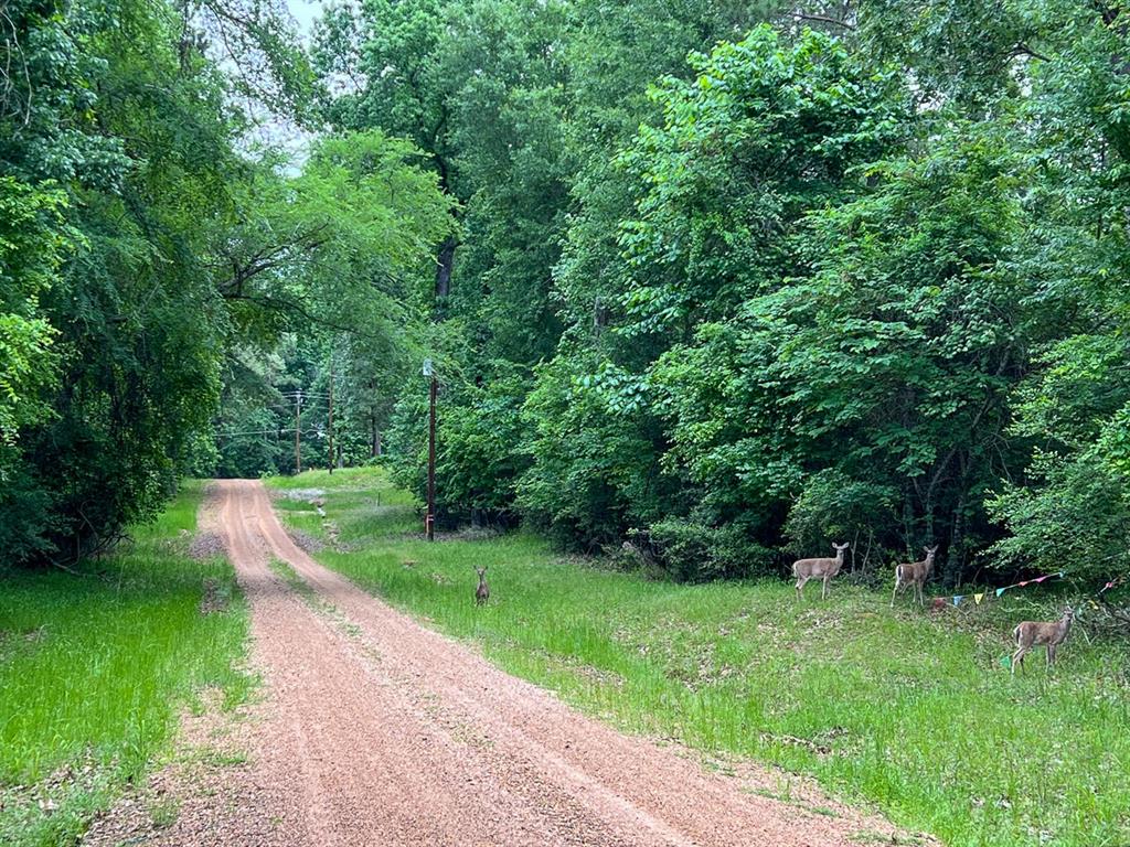 Forest Road, Crockett, Texas image 5