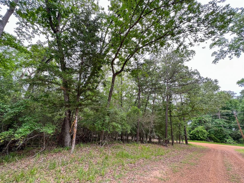 Forest Road, Crockett, Texas image 8