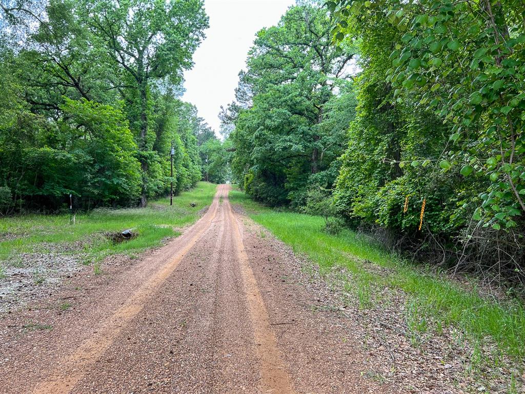 Forest Road, Crockett, Texas image 3