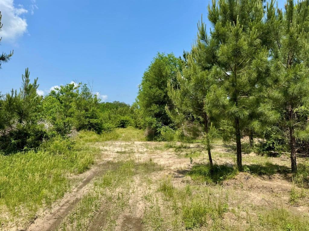 170 County Road 4545, Spurger, Texas image 24