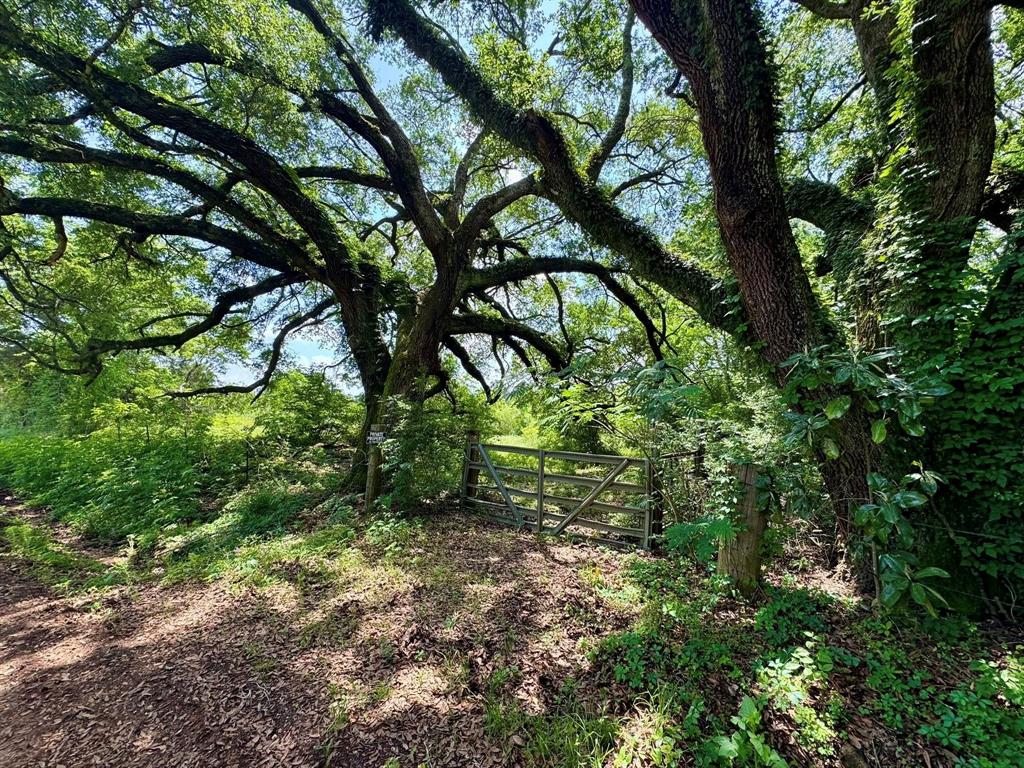 170 County Road 4545, Spurger, Texas image 13