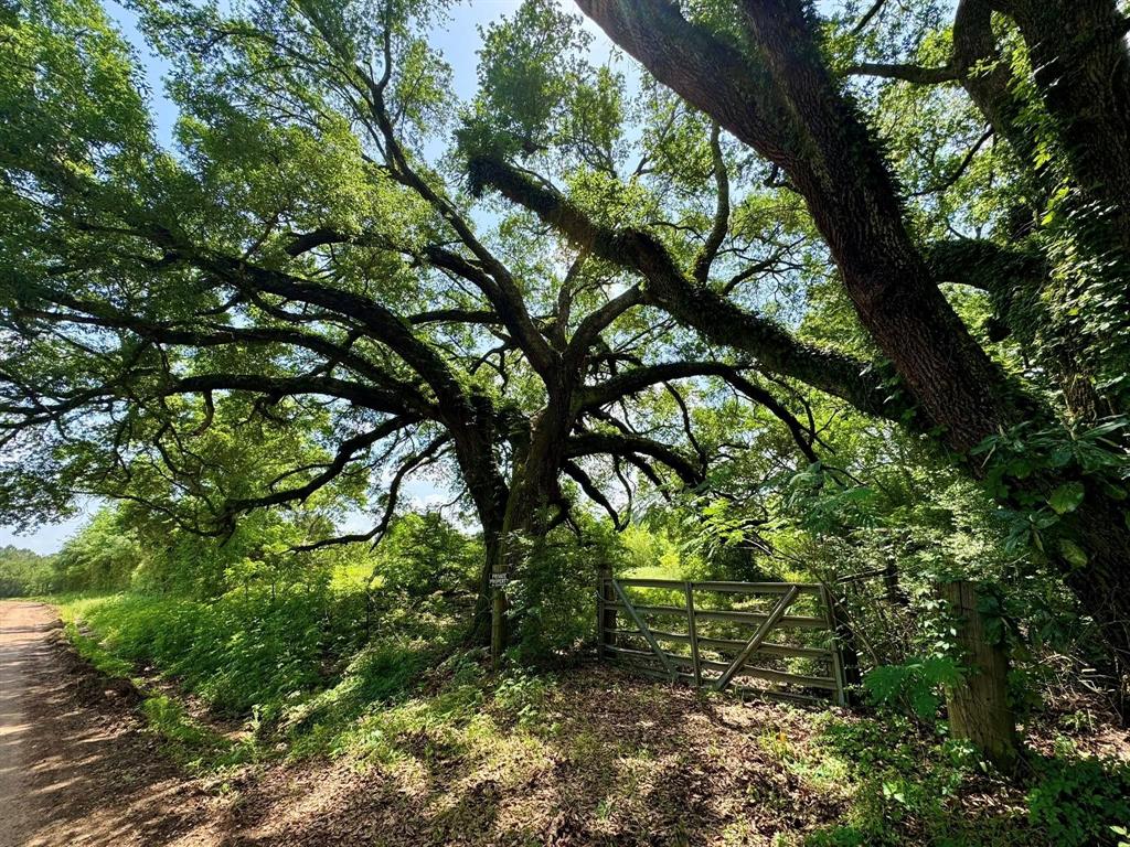 170 County Road 4545, Spurger, Texas image 12