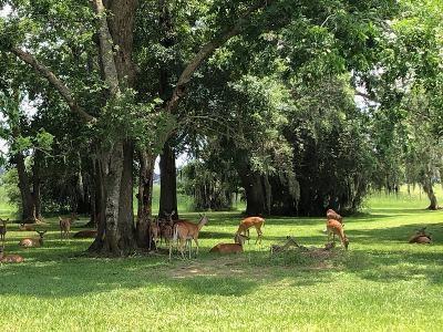 301 Cattle Drive Trail, Angleton, Texas image 1