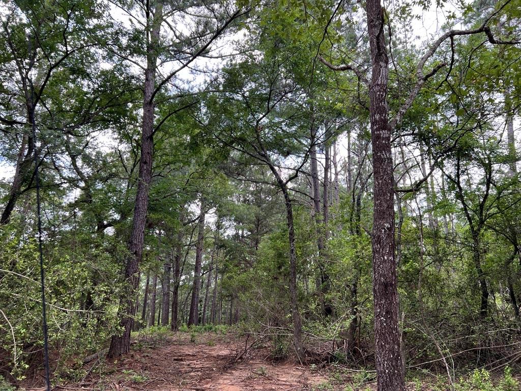 TBD County Road 302, Plantersville, Texas image 8