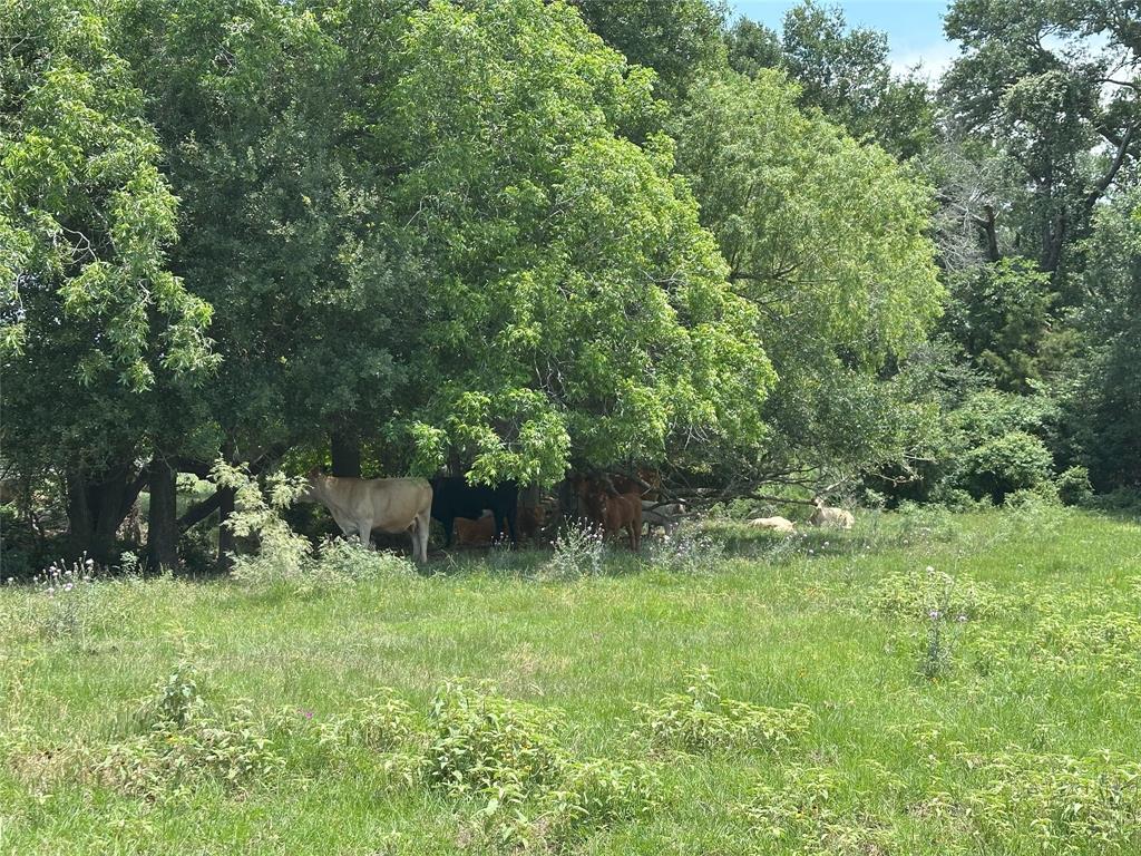 8110 N Hwy 77, Lexington, Texas image 7