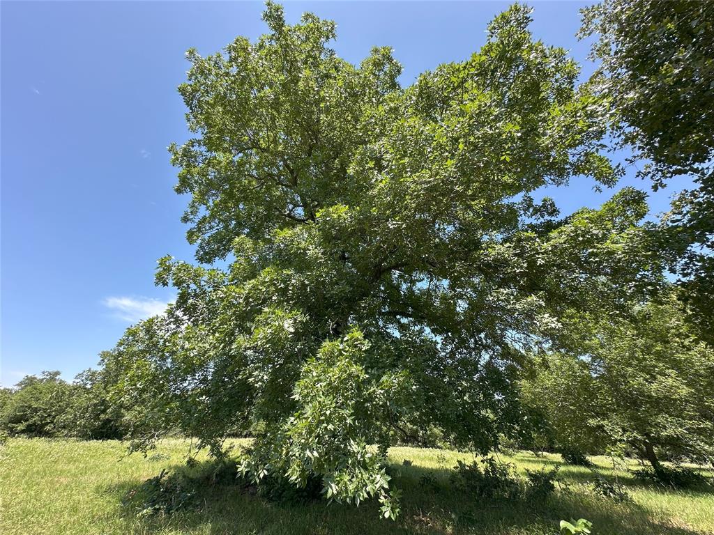 8110 N Hwy 77, Lexington, Texas image 30