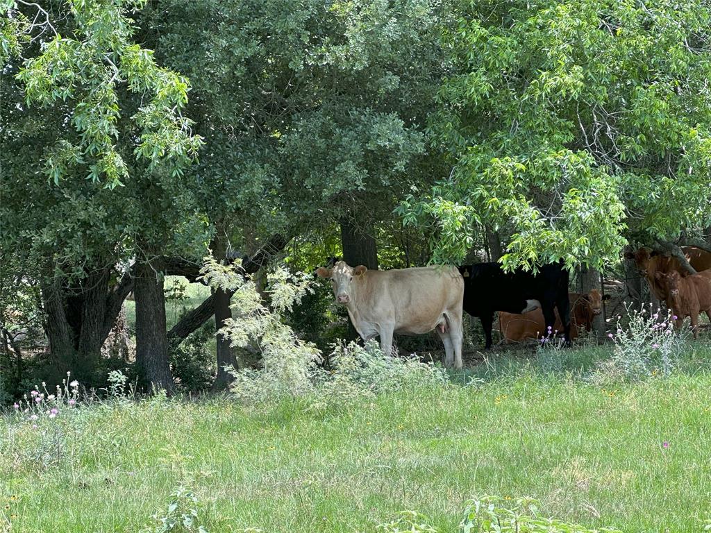 8110 N Hwy 77, Lexington, Texas image 6